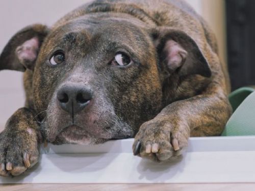 新北強化犬隻管理與教育！比特犬專案訪查成果穩定，推正向訓練打造友善城市